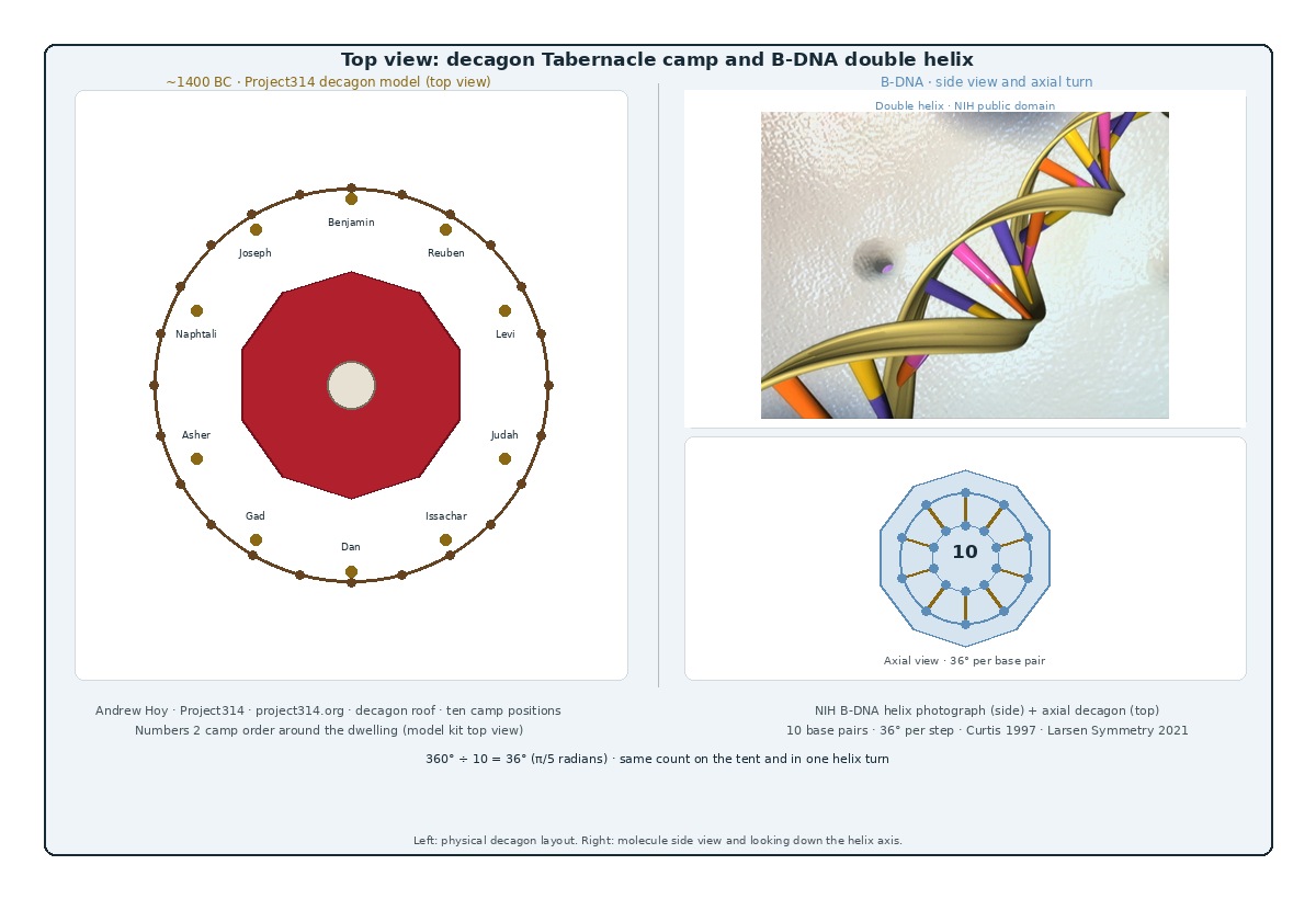 Decagon DNA: Tabernacle top view and B-DNA axial turn compared