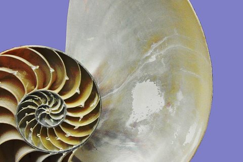Nautilus shell spiral, creation geometry and study
