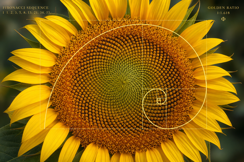 Sunflower spiral